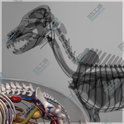 images/goods_img/2021040233/German Shepherd Anatomy/2.jpg